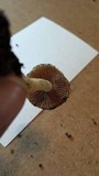 Hebeloma cavipes image