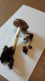 Hebeloma cavipes image