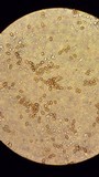 Hebeloma cavipes image