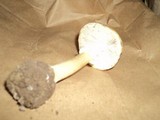 Amanita russuloides image