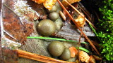 Lycogala epidendrum image
