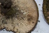 Lactarius atroviridis image
