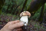 Boletus regineus image