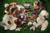 Tricholoma fracticum image