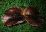Tricholoma fracticum image