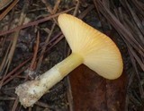 Hygrophorus hypothejus image