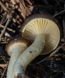 Hygrophorus hypothejus image