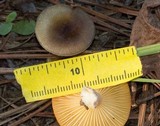 Hygrophorus hypothejus image