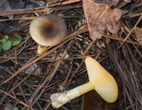 Hygrophorus hypothejus image