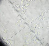 Hygrophorus hypothejus image
