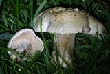 Hebeloma crustuliniforme image