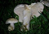 Hebeloma crustuliniforme image