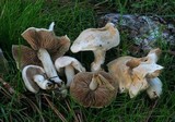 Hebeloma crustuliniforme image