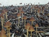 Psathyrella atrospora image