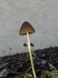 Psathyrella atrospora image