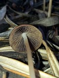 Psathyrella atrospora image