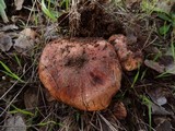 Tricholoma dryophilum image