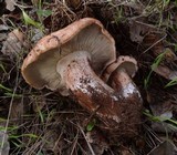 Tricholoma dryophilum image
