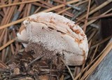 Hydnellum peckii image
