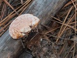 Hydnellum peckii image