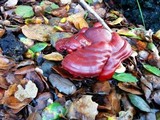 Ganoderma polychromum image