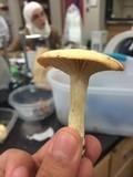 Cuphophyllus pratensis image