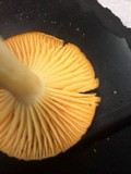 Cuphophyllus pratensis image