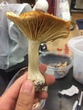 Cuphophyllus pratensis image