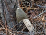 Phallus ravenelii image