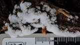Ceratiomyxa fruticulosa var. fruticulosa image