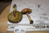 Boletus rubellus image