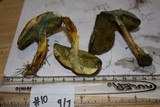 Boletus rubellus image