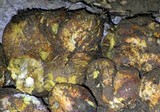 Rhizopogon occidentalis image