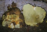 Rhizopogon occidentalis image