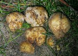 Rhizopogon occidentalis image