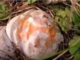 Clathrus columnatus image
