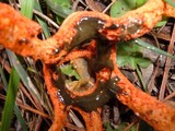 Clathrus columnatus image