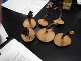 Armillaria gallica image