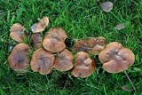 Suillus bellinii image