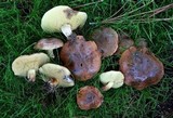 Suillus bellinii image