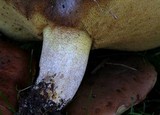 Suillus bellinii image