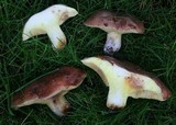 Suillus bellinii image