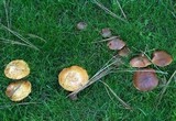 Suillus bellinii image