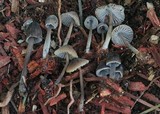 Mycena leptocephala image