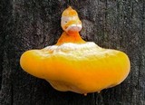 Piptoporus australiensis image