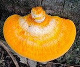 Piptoporus australiensis image