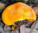 Piptoporus australiensis image
