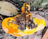Piptoporus australiensis image