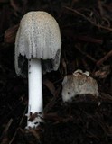 Coprinellus flocculosus image