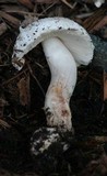 Leucoagaricus barssii image